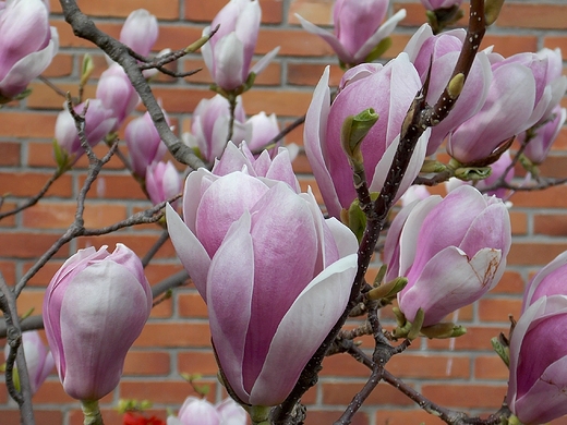 Kwitnca magnolia.