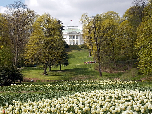 Warszawa. Tulipany przed Belwederem.