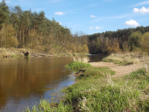 Kosewko. Wiosna nad Wkr.