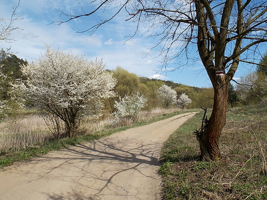 Kosewko. Wiosna nad Wkr.