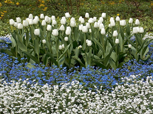 Warszawa. Tulipany w azienkach.