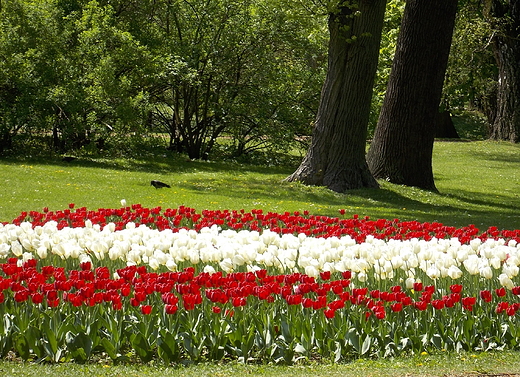 Warszawa. Tulipany w azienkach.