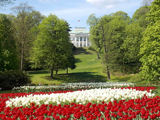 Warszawa. Tulipany w azienkach.