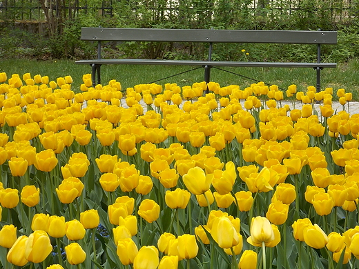 Warszawa. Tulipany w azienkach.