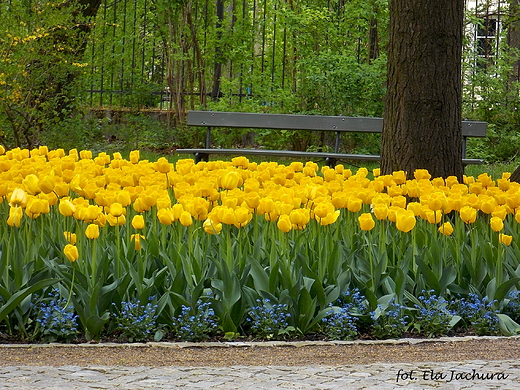 Warszawa. Tulipany w azienkach.