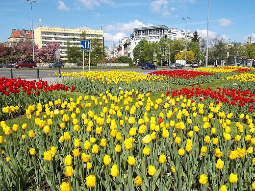 Warszawa. Tulipany na Placu Na Rozdrou.