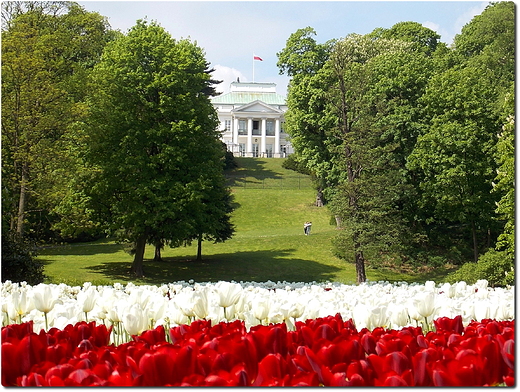 Warszawa. Tulipany przed Belwederem.