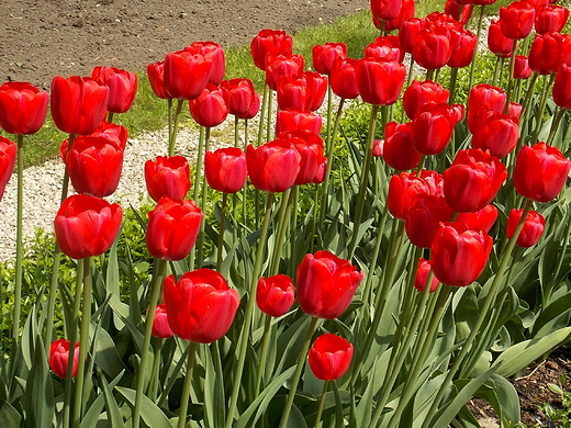 Warszawa. Kolory wiosny w Ogrodzie Botanicznym.