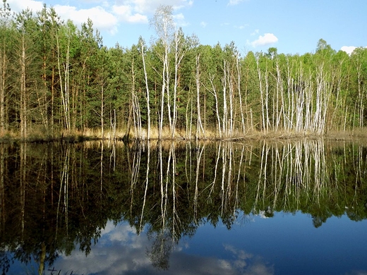 Mazowiecki Park Krajobrazowy. Macierowe Bagno w okolicy Starej Miosny