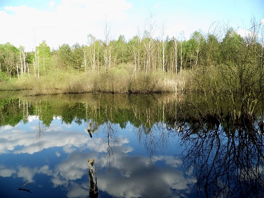 Mazowiecki Park Krajobrazowy. Macierowe Bagno w okolicy Starej Miosny