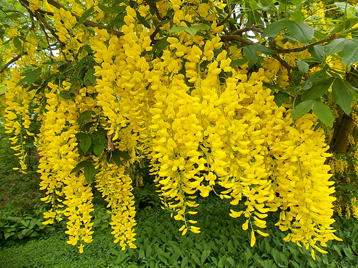 Warszawa. Zotokap w Ogrodzie Botanicznym.