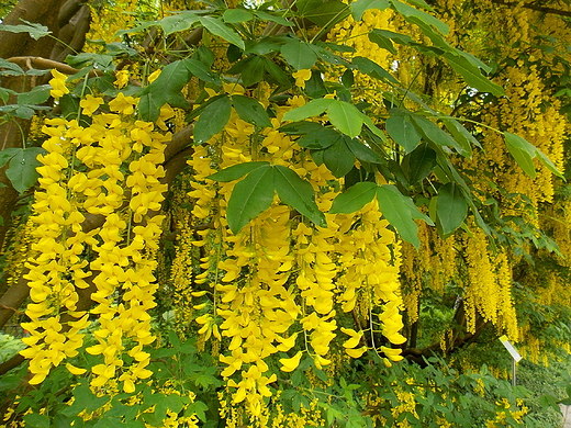 Warszawa. Zotokap w Ogrodzie Botanicznym.