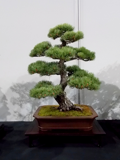 Warszawa. Piknik z Kultur Japosk. Drzewko bonsai.