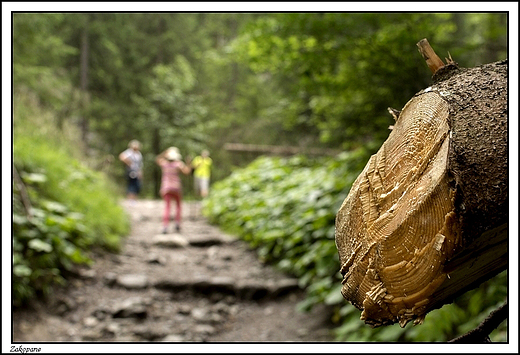 Zakopane -  idc ciek pod Reglami ...