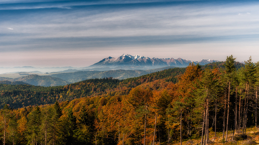 Widok na Tatry. Okolice Hali abowskiej w Beskidzie Sdeckim