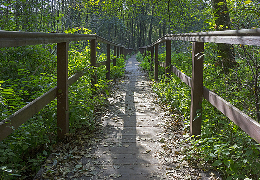 Park leny przy warszawskim Zaciszu w lecie