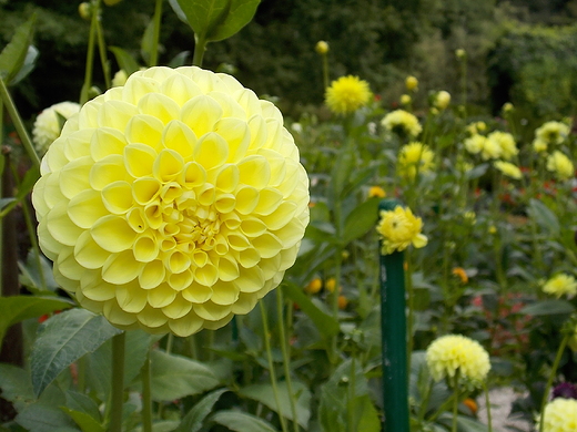 Warszawa. Kwiaty w Ogrodzie Botanicznym.