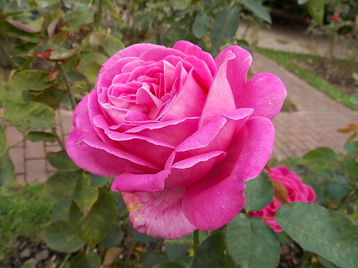 Warszawa. Wrzeniowe re w Ogrodzie Botanicznym.