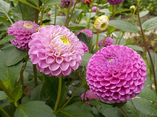 Warszawa. Wrzeniowe kwiaty w Ogrodzie Botanicznym.