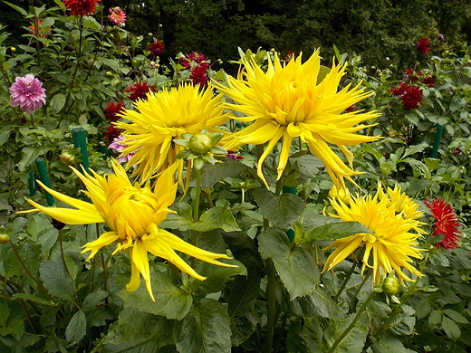 Warszawa. Wrzeniowe kwiaty w Ogrodzie Botanicznym.