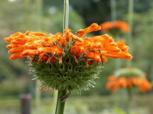 Warszawa. Wrzeniowe kwiaty w Ogrodzie Botanicznym.