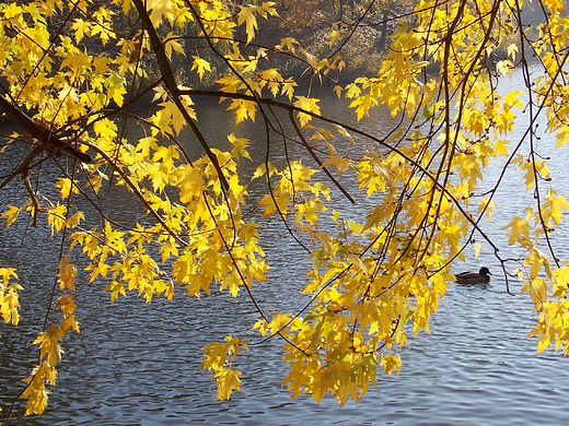 Warszawa. Park Szczliwicki jesieni.