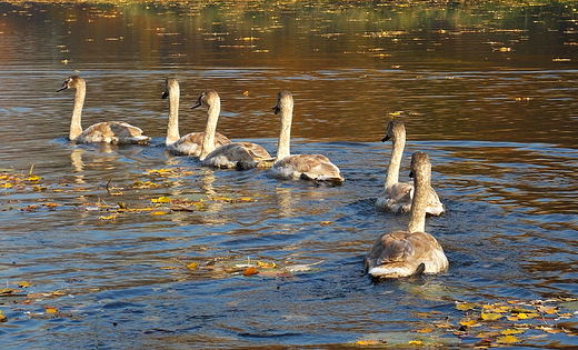 Warszawa. Park Wilanowski jesieni.