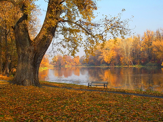 Warszawa. Park Wilanowski jesieni.