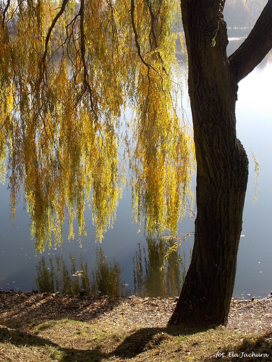 Warszawa. Park Szczliwicki jesieni.