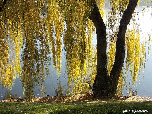 Warszawa. Park Szczliwicki jesieni.