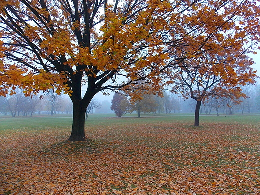 Warszawa. Park Zachodni jesieni.