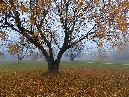 Warszawa. Park Zachodni jesieni.