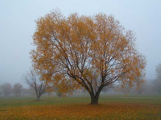 Warszawa. Park Zachodni jesieni.