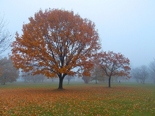 Warszawa. Park Zachodni jesieni.