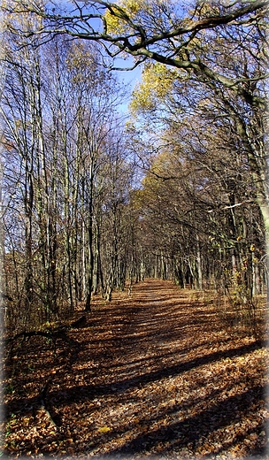 W poszukiwaniu jesieni- las rdziski