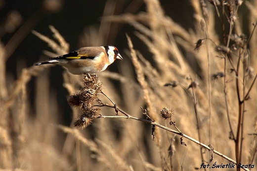 Szczygie Carduelis carduelis