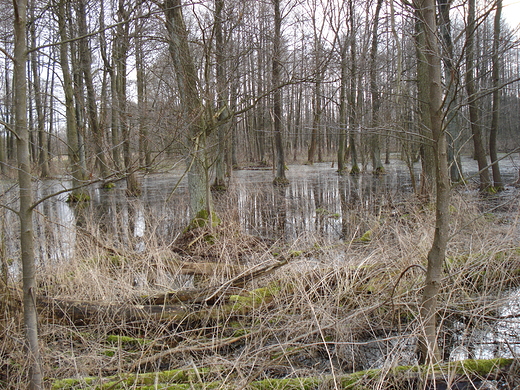 Podmoky las po zimie - Kampinos