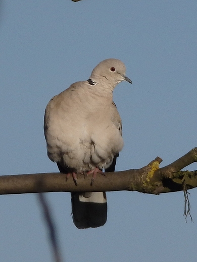 Streptopelia decaocto