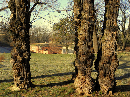 w zamojskim parku