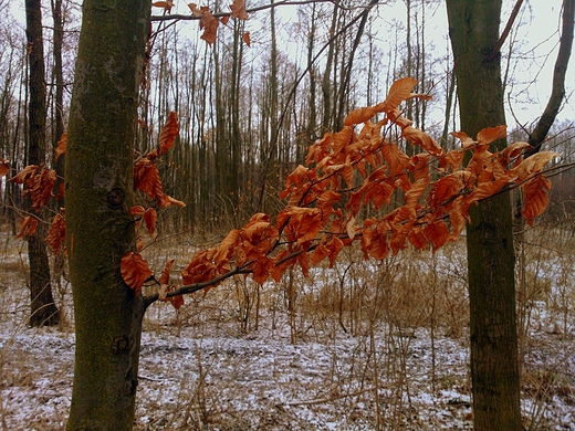 styczniowo w podzamojskim lesie