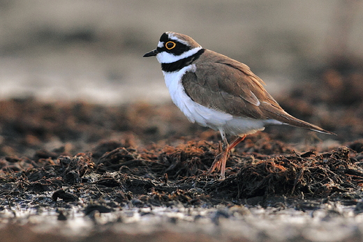 Sieweczka rzeczna Charadrius dubius