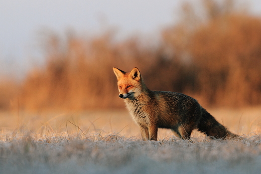 Lis Vulpes vulpes