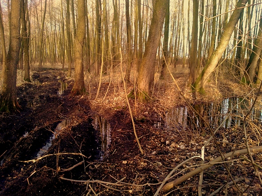 styczniowo w podzamojskim lesie