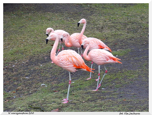 W warszawskim ZOO