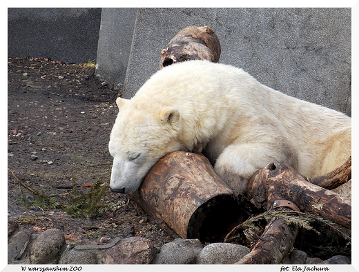 W warszawskim ZOO