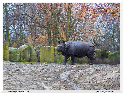 W warszawskim ZOO