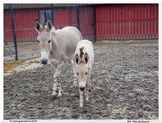 W warszawskim ZOO