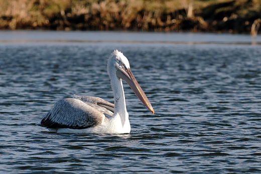 Pelikan kdzierzawy Pelecanus crispus