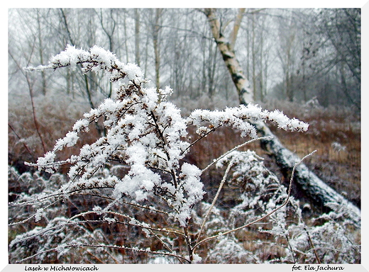 Michaowice. Szron w lesie.