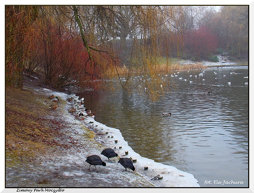 Warszawa. Zimowy Park Moczydo